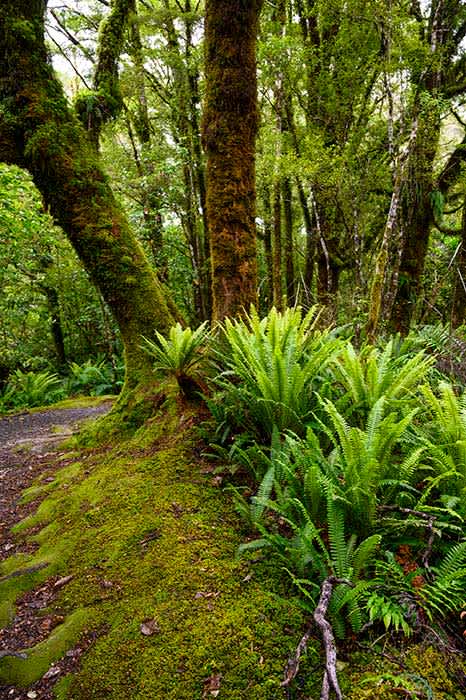 Photograph of lush green ferns and trees on rainforest walking track.