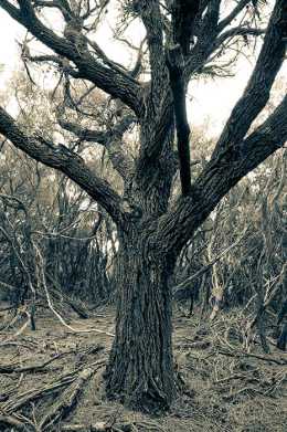 Cross process effect photograph of dead tree.