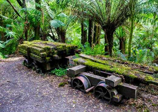 Photograph of old logging carts with wheels sunk into ground surrounded by native forest. Site of a former timber mill.