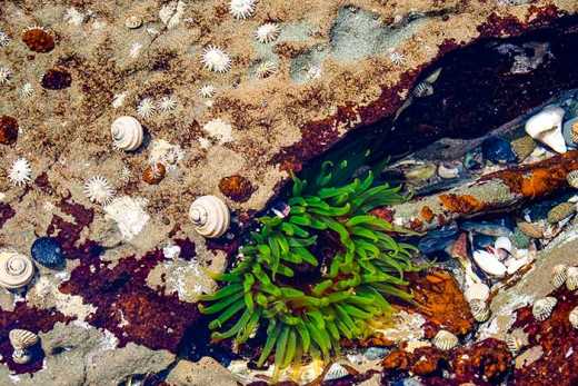 Photograph of sea anemone in rock pool.