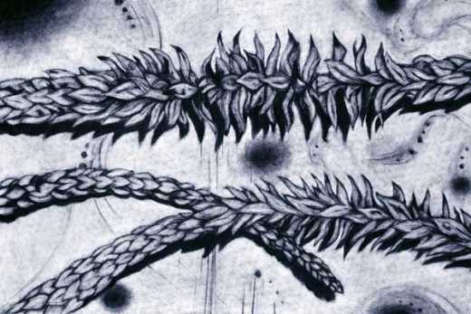 Charcoal drawing of pine leaves.