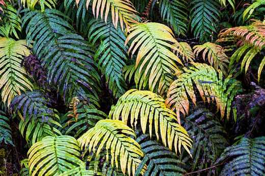 The kaleidoscope like, ever changing colors of ferns in New Zealand rainforest.