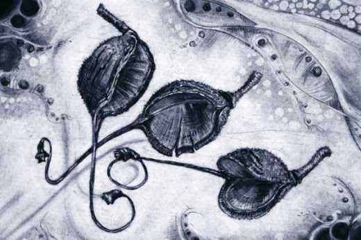 Original A2 charcoal drawing of seed pods.