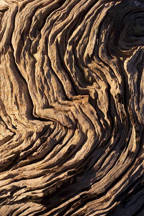 Photograph of eucalyptus tree bark with a swirl like pattern.