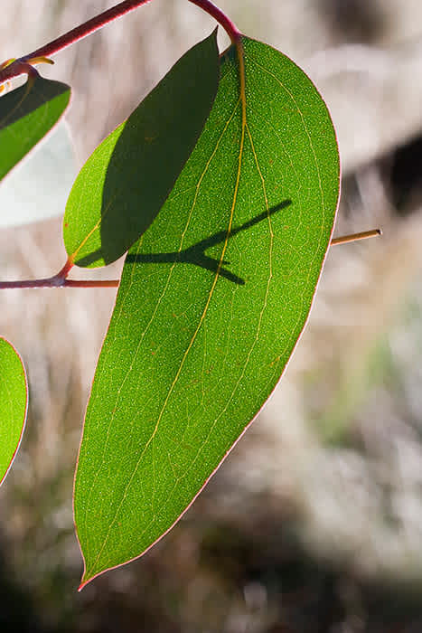 Photograph of back lit gum leaf.
