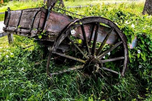 Photograph of old abandoned horse drawn cart left to decay in dense foliage.