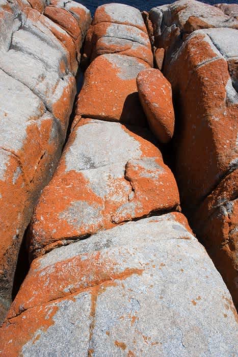 Photograph of rocks covered in orange colored lichen.