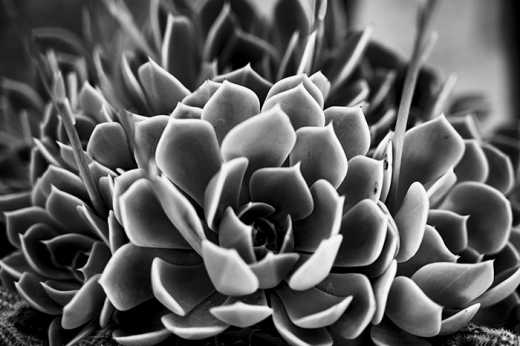 Photograph of the sculptural form of a succulent plant.