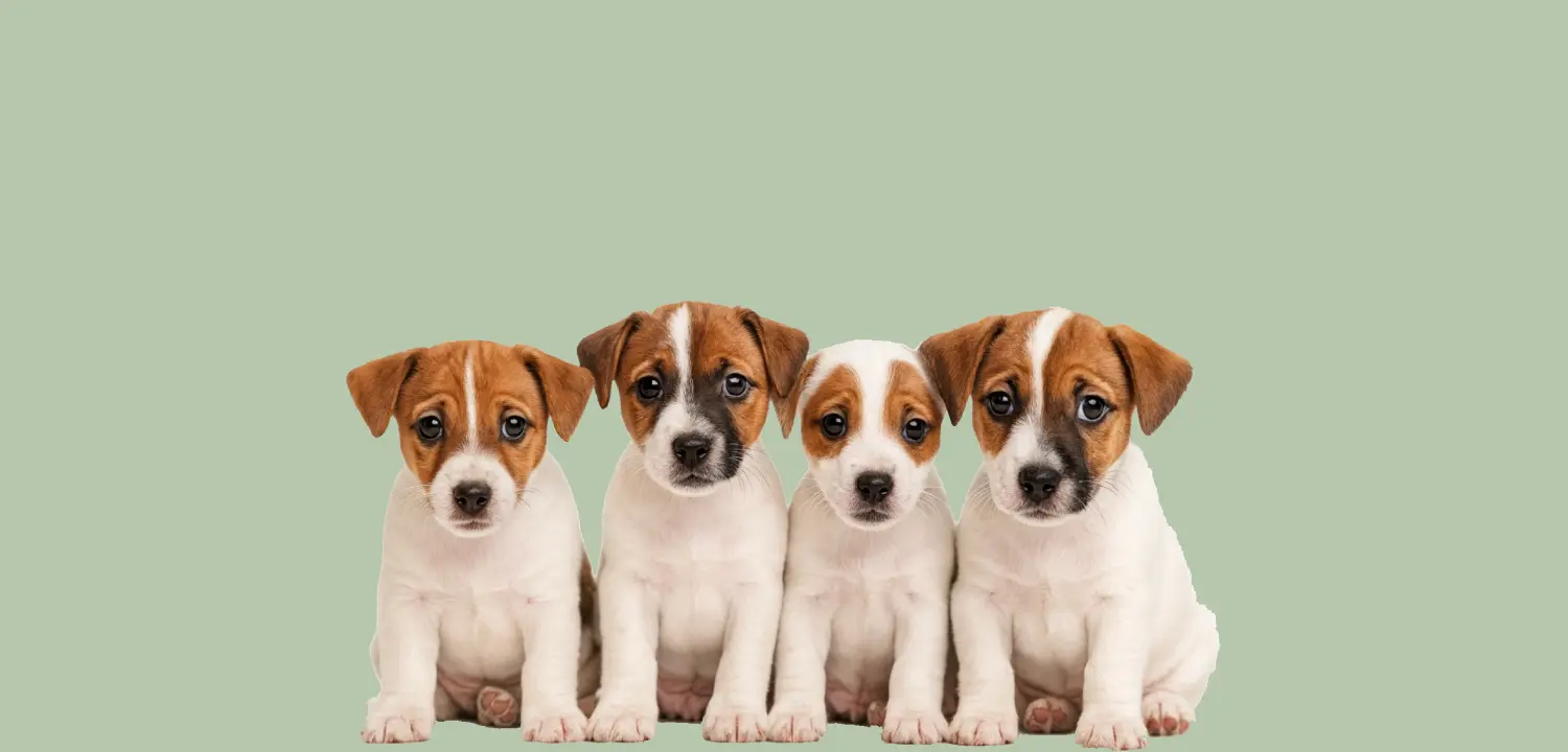 Je nieuwe puppy ophalen bij de fokker: denk hieraan!