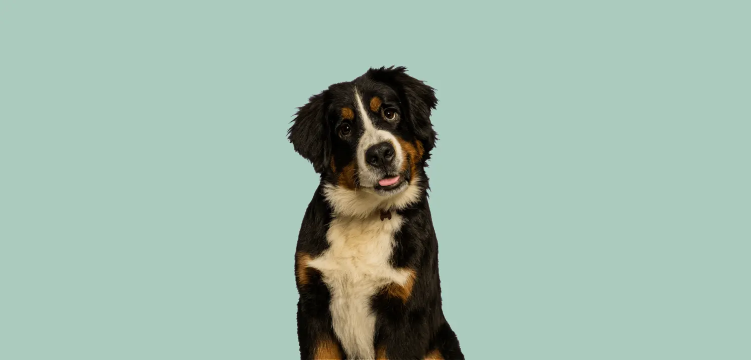 De eerste weken met een puppy: wat je moet weten