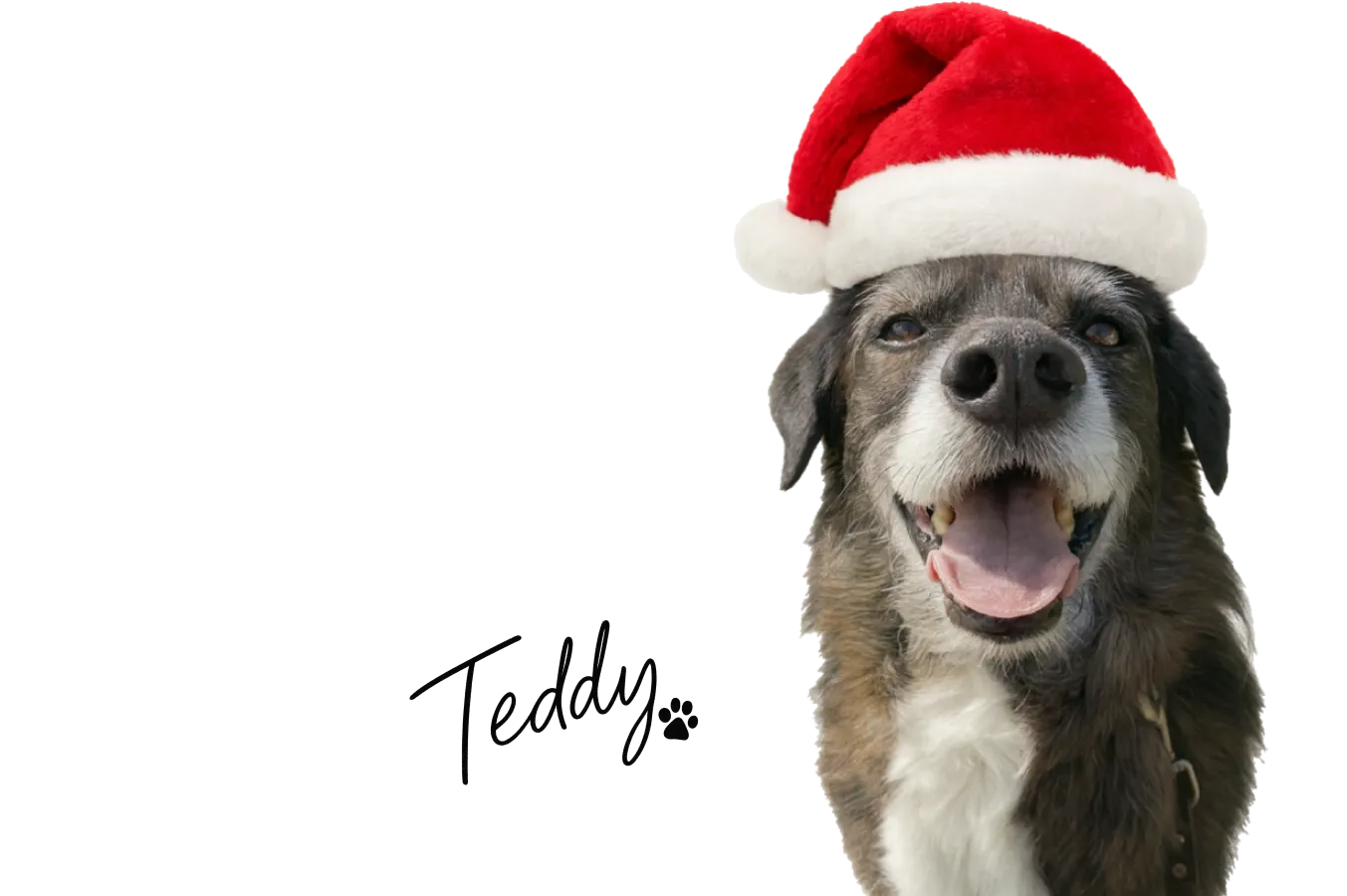 Hond in kerstsfeer - Teddy's Hondenshop