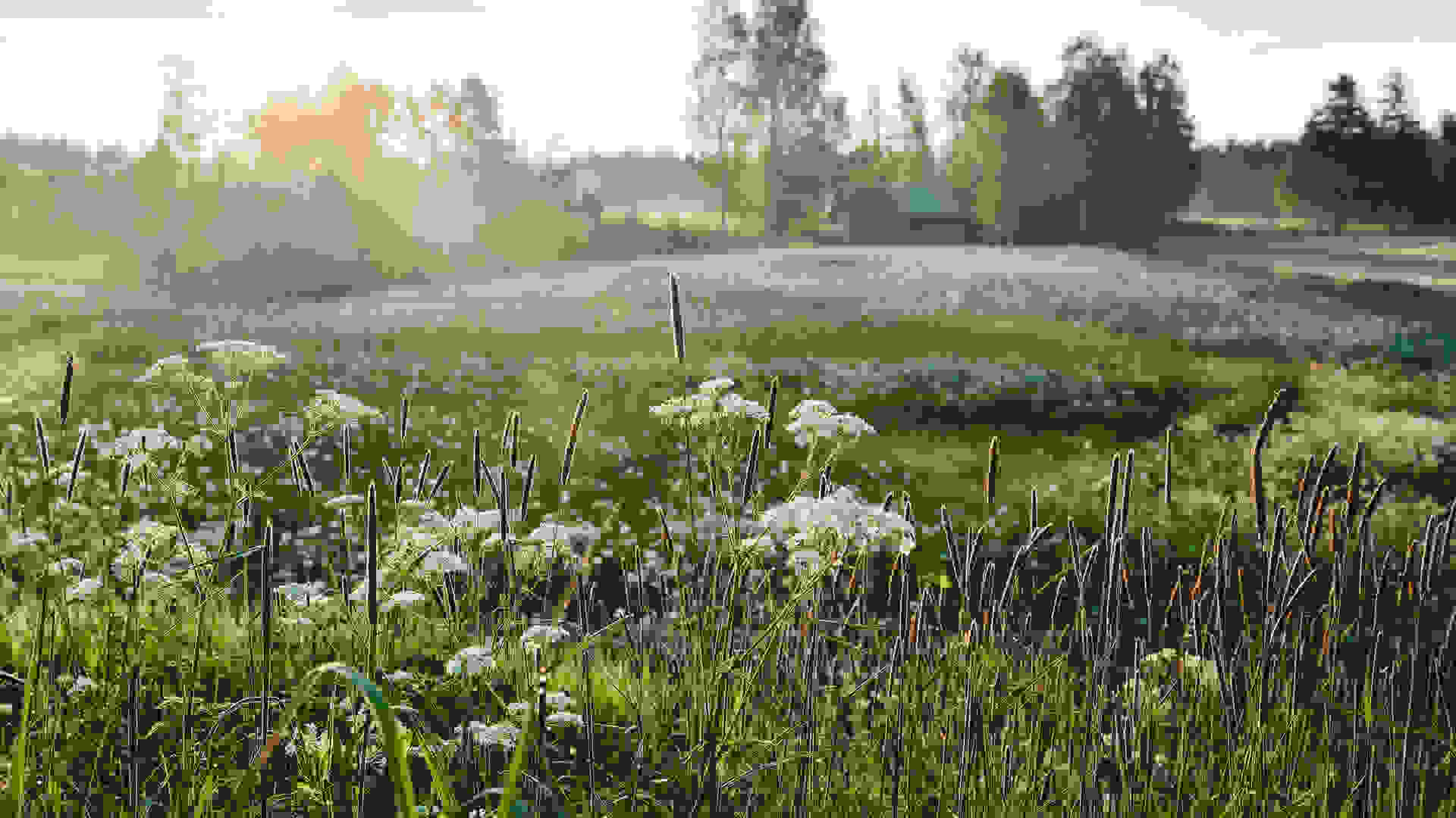 Biodiversity