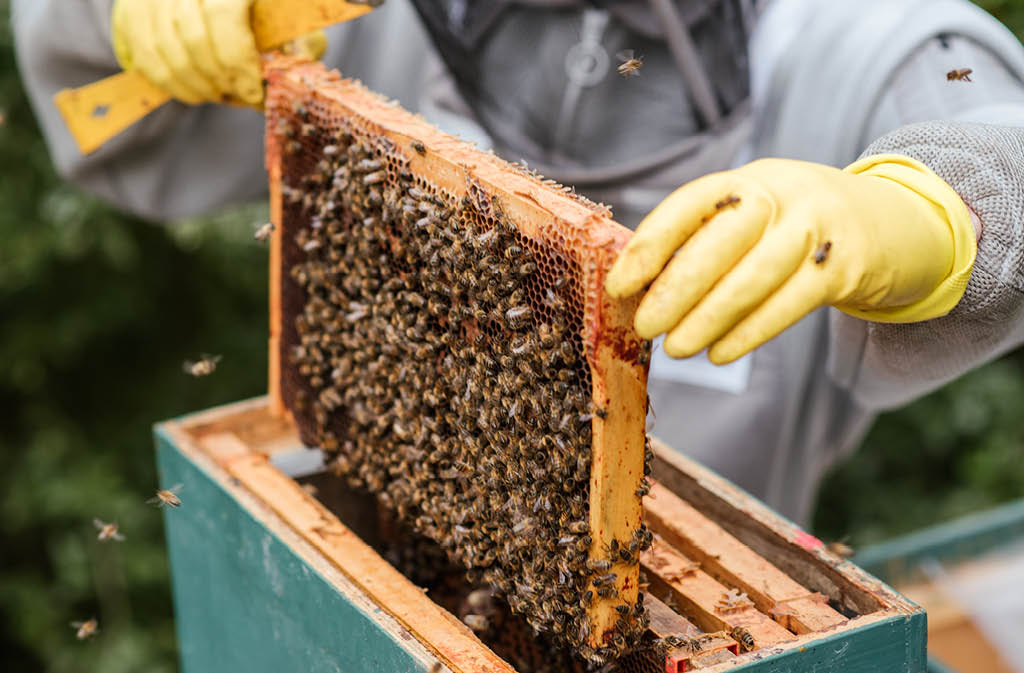 honey supplier hub feature