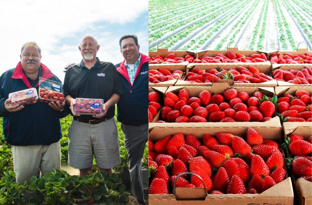 Strawberry Farmers