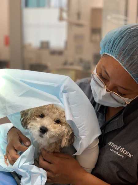 Puppy and nurse after surgery
