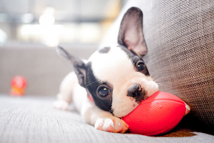 French bulldog puppy chewing on football