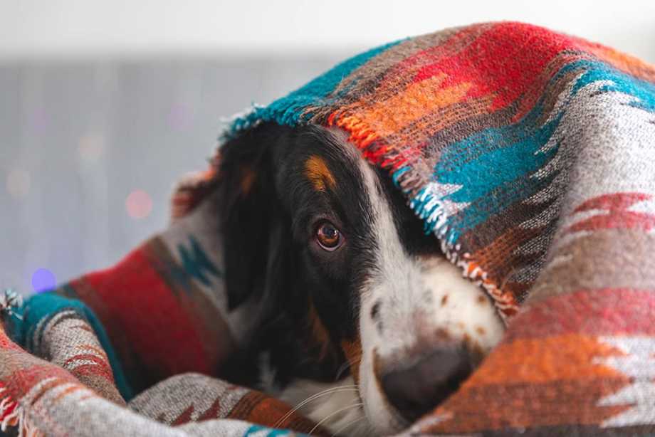 Dog with Anxiety Hiding Under Blanket