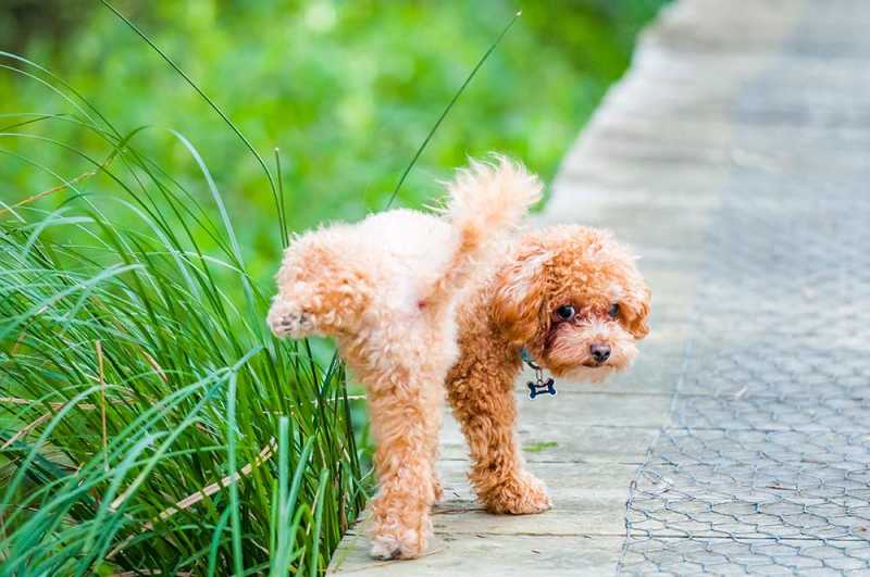 Dog UTI Peeing in Grass