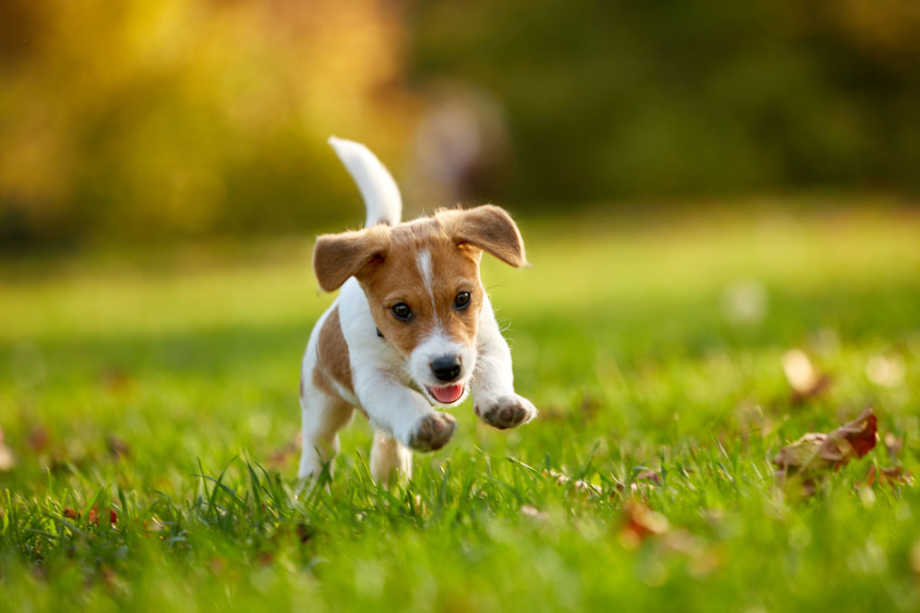 Pupping running in the grass