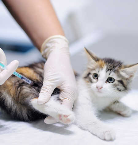 Kitten getting vacinated 