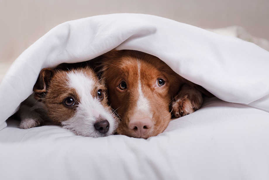 Dogs Hiding Under Covers Scared of Fireworks