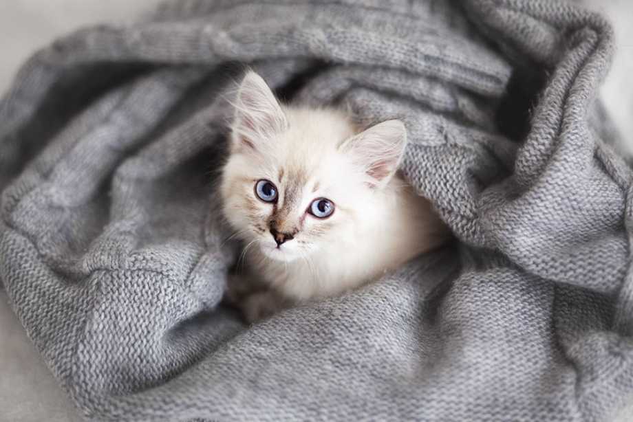 White Kitten Wrapped in a Blanket