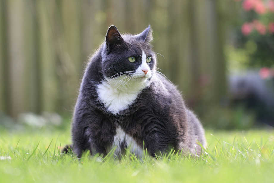 Overweight Cat in the Grass