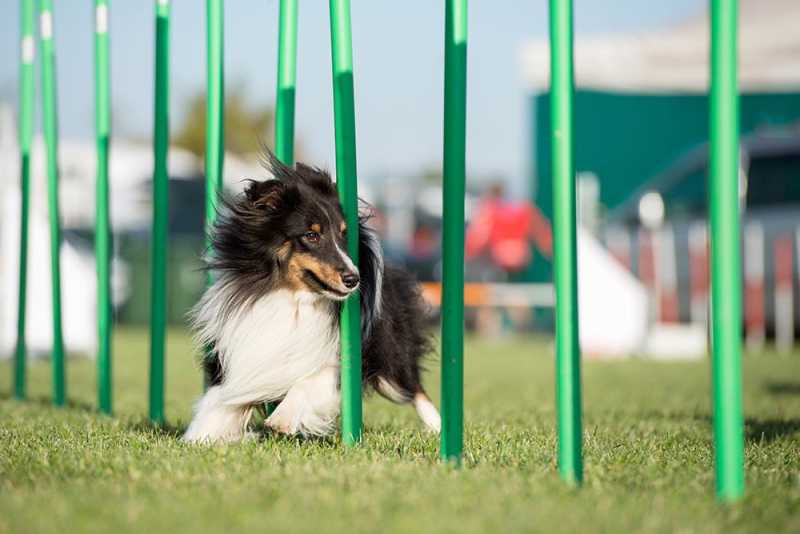 Dog Jumping and Weaving Through Poles Agility