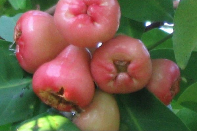 What are the benefits of having roseapples during pregnancy