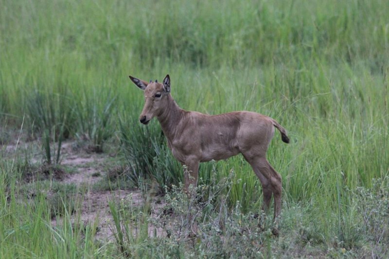 Jackson's hartebeest