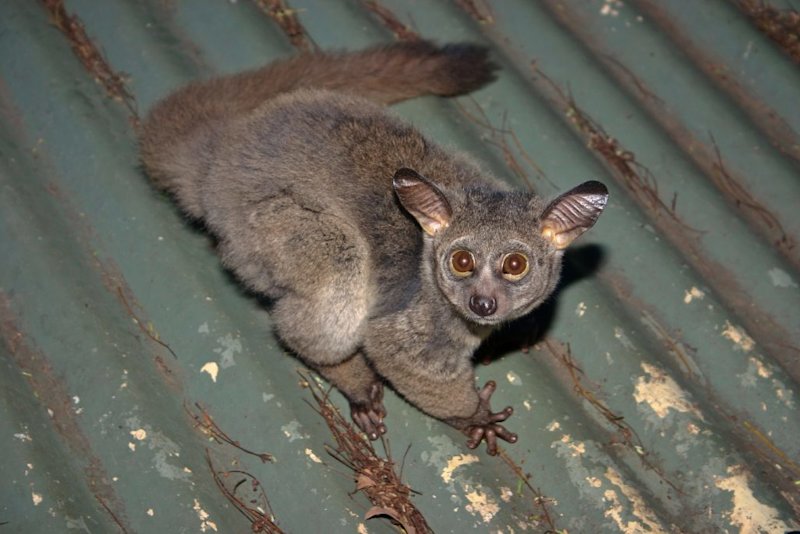 bush baby on roof