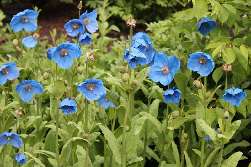 Himalayan blue poppies