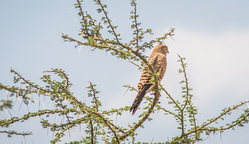 Greater kestrel in Serengeti National Park