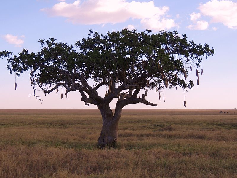 Sausage tree