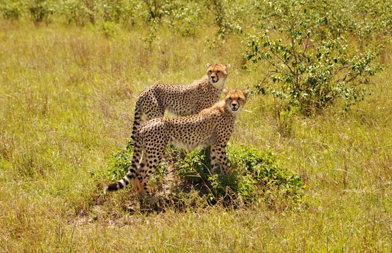 a coalition of cheetahs, what is the Serengeti famous for?