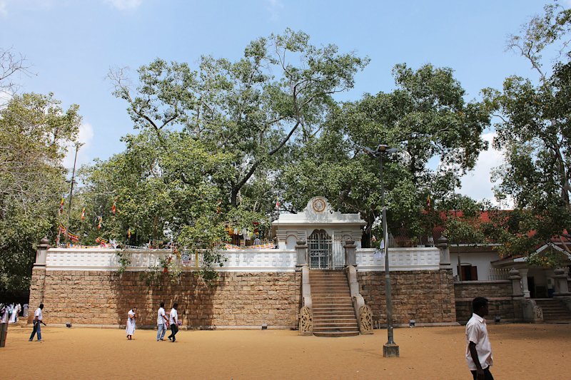 The Jaya Sri Maha Bodhi, an ancient fig tree in northern Sri Lanka