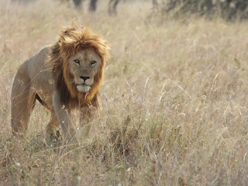 adult male lion walking in grass