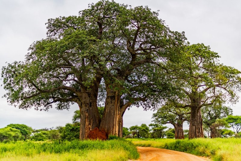 Baobab tree in Tarangire National Park