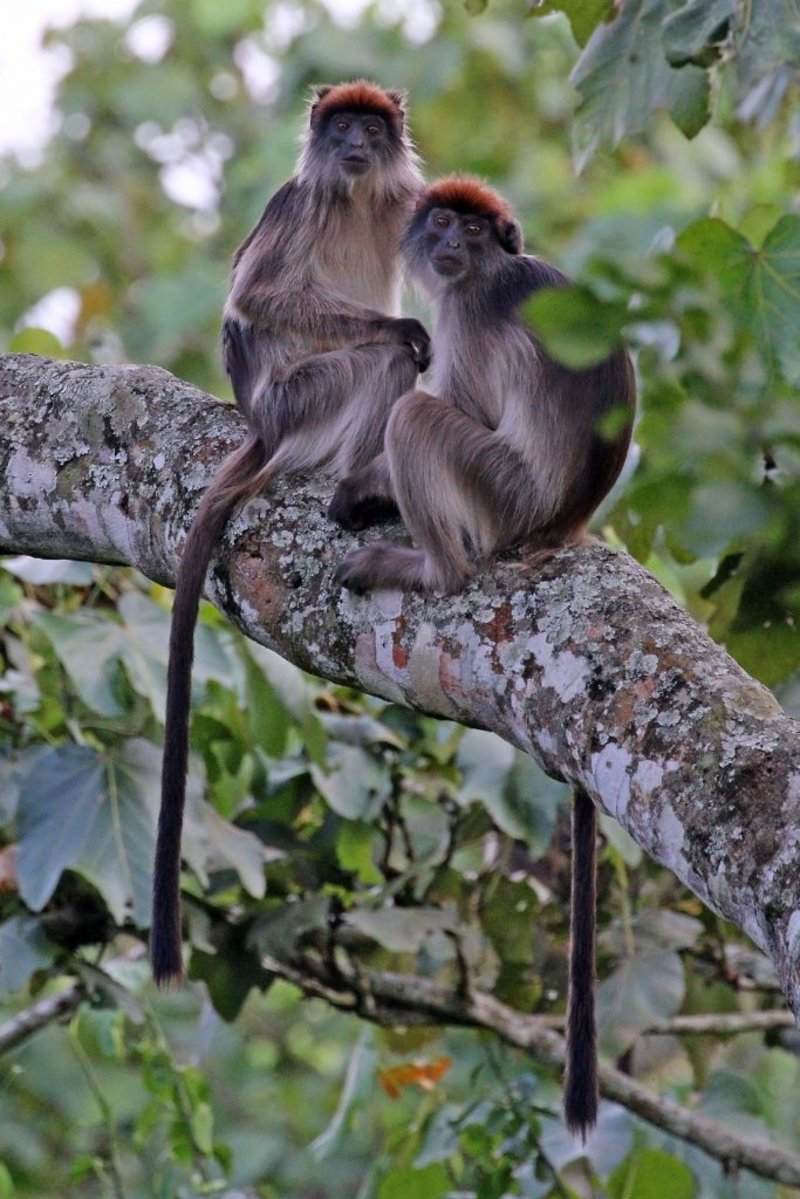 two juvenile red colobus monkeys in Uganda