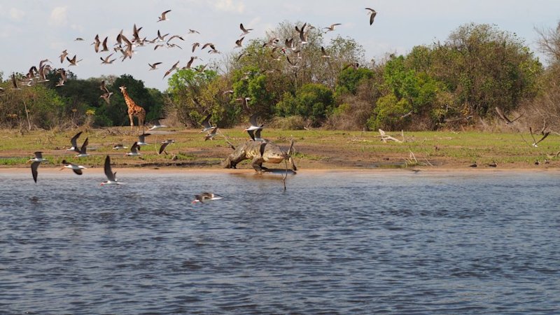 Giraffe and Nile croc, Murchison Falls National Park, view from boat