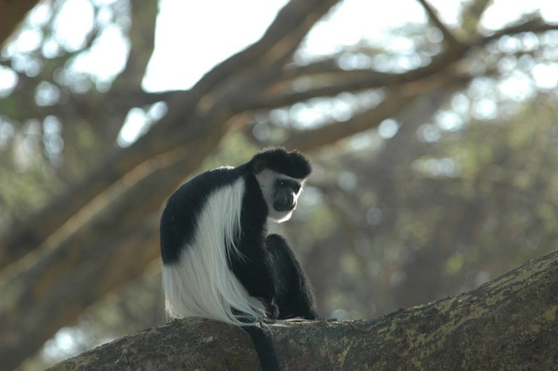 Colobus monkey, animals on Kilimanjaro