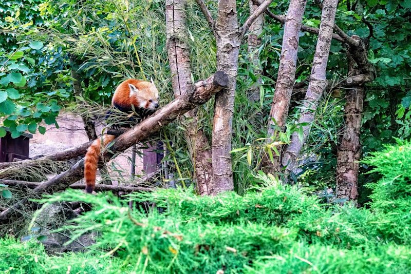 red panda in Bhutan, Bhutan travel guide