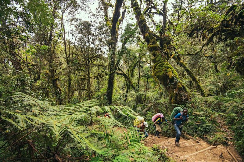 forest hiking Mount Kilimanjaro