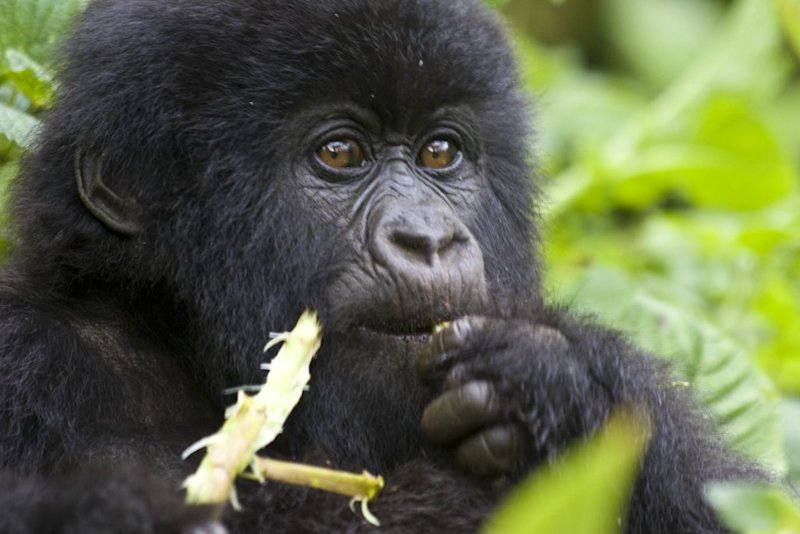 Young mountain gorilla eating a shoot