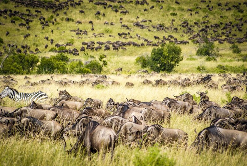 Wildebeests Great Wildlife Migration