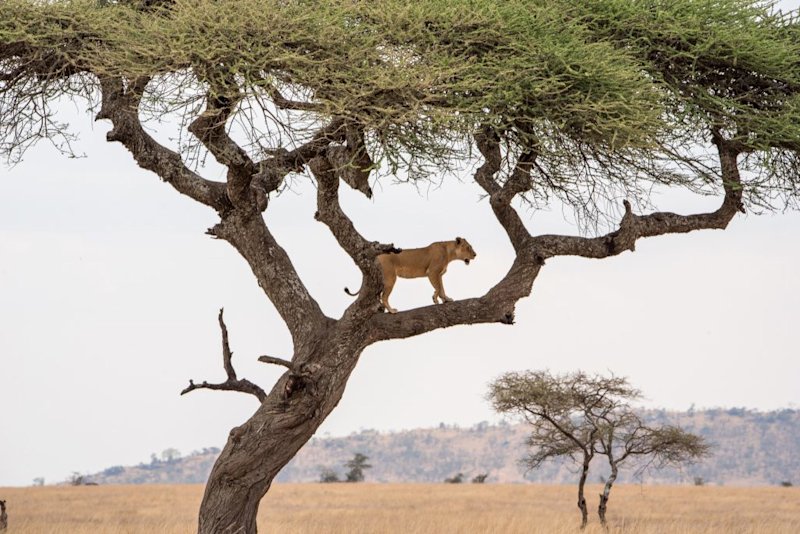A lone lioness standing in an acacia tree, Uganda wildlife in pictures