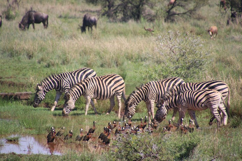 African wildlife