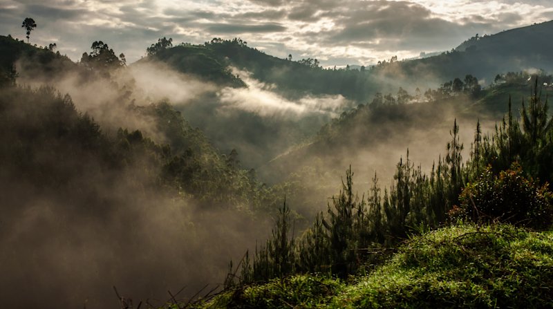Bwindi in mist
