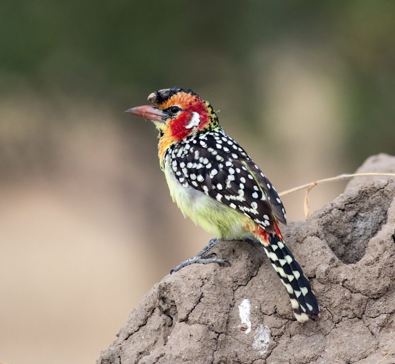 red-and-yellow barbet, Tarangire National Park