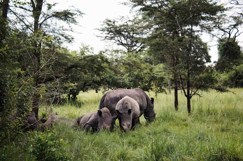 White Rhino in Ziwa Rhino Sanctuary Uganda